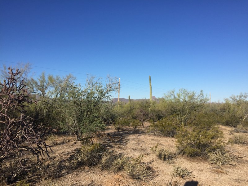 Even within the city limits, the trails in Arthur Pack Regional Park make you feel like you're out in the desert.