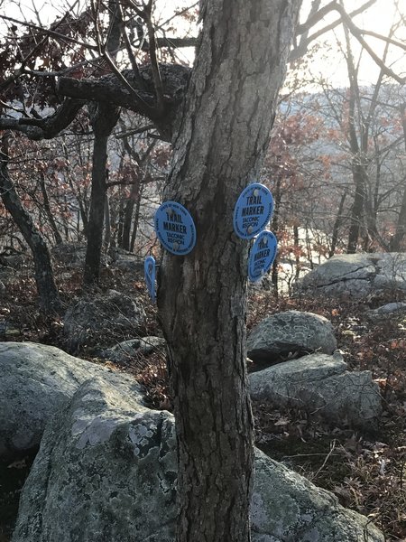 An odd marking at a switchback where all the markers can be seen on a skinny tree