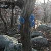 An odd marking at a switchback where all the markers can be seen on a skinny tree