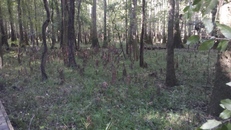 Cypress knees exposed during the dry season, taken from the lower boardwalk