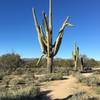 Headed north on the Crooked Tree Trail toward the largest multi-armed saguaro in the trail system.