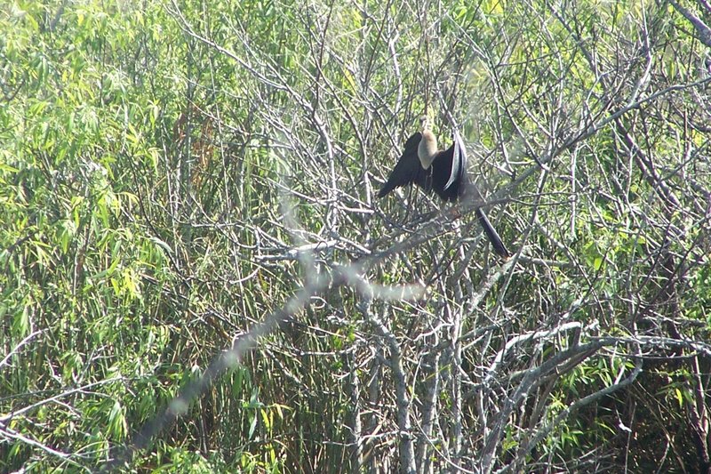 An Anhinga (bird) sunbathing on its namesake trail.