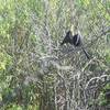 An Anhinga (bird) sunbathing on its namesake trail.