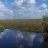 An alligator basking on the edge of the water off the Anhinga Trail.