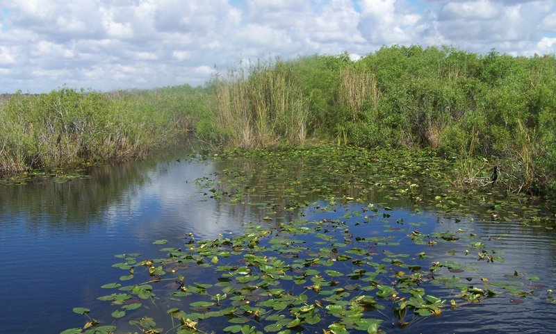 The boardwalk might be crowded with people, but the water and plants are teeming with even more wildlife.