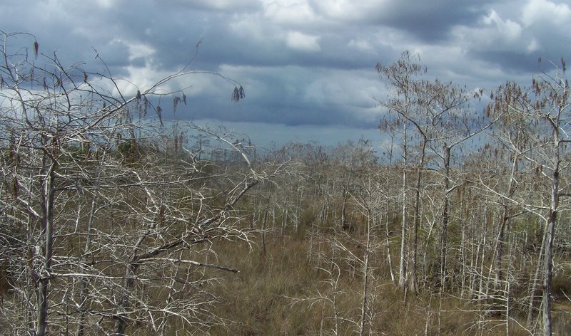 Bald Cypress and moody clouds surrounding the Pa-hay-okee boardwalk.