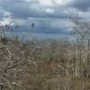 Bald Cypress and moody clouds surrounding the Pa-hay-okee boardwalk.