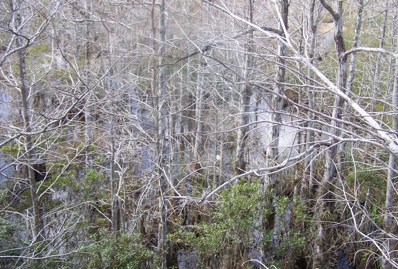 Bald Cypress seen from the Pa-hay-okee boardwalk.