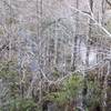 Bald Cypress seen from the Pa-hay-okee boardwalk.