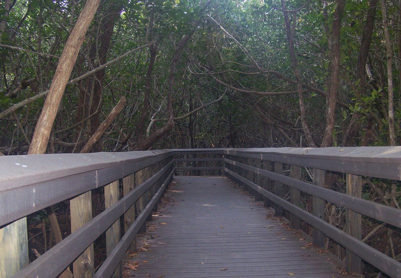 Entering a tunnel of mangroves on West Lake Trail.