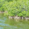 Mangrove forest (West Lake Trail)