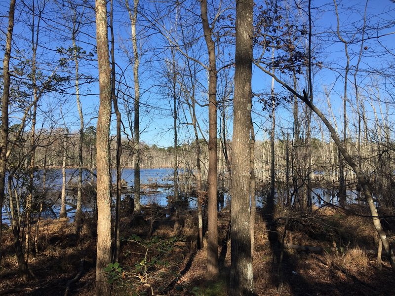 Views of Lee Hall Reservoir from the first leg of the White Oak Trail.