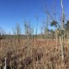 View from the Swamp Bridge, at the end of the first leg of the White Oak Trail.