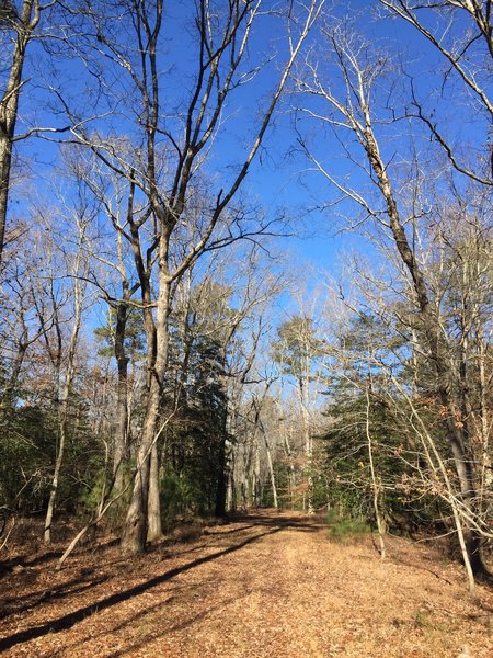 The easy going, wide and flat, Swamp Fire Trail.