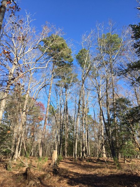 Nice nature views on the Sycamore Creek Trail.