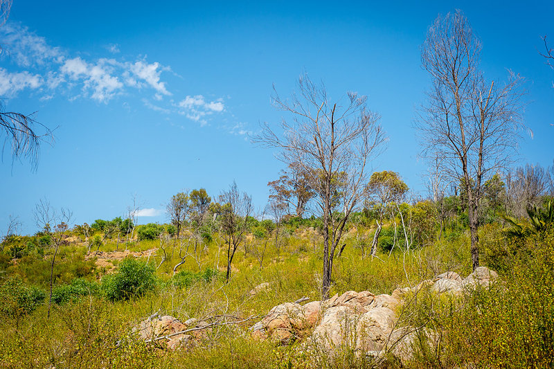 Dense grasses and somewhat-spartan trees pepper the landscape around the Echidna Trail.