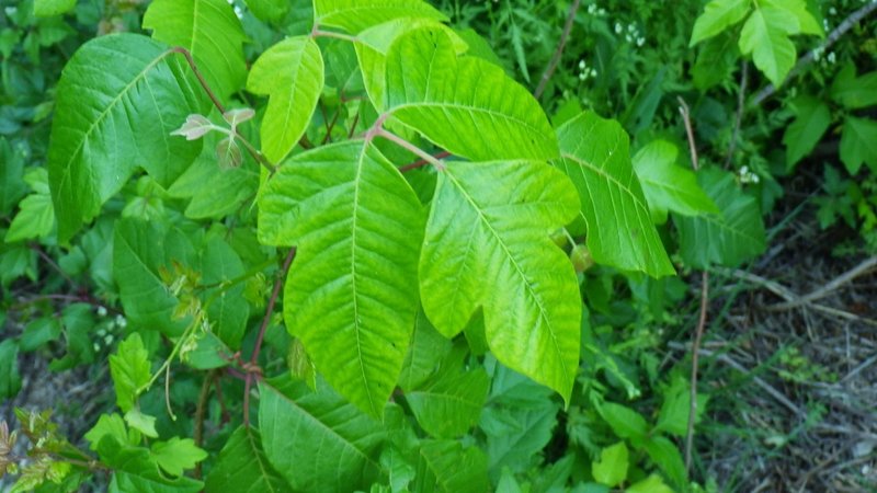 Watch out, there's plenty of poison ivy along the Miller Springs trail.