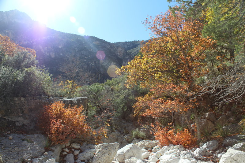 The Devil's Hall Trail is beautiful in the fall.