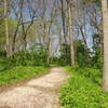 The Basswood Trail's smooth tread and beautiful surroundings make for a wonderful experience in the woods.