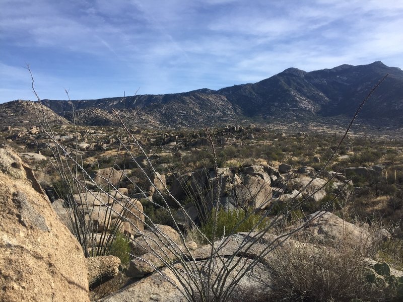 Looking towards the Catalinas over a field of boulders from the Middlegate Trail.