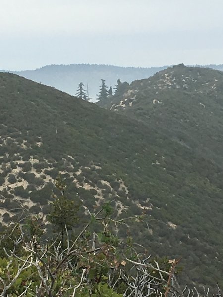 Trees north of the summit survive at over 4500 feet in elevation.