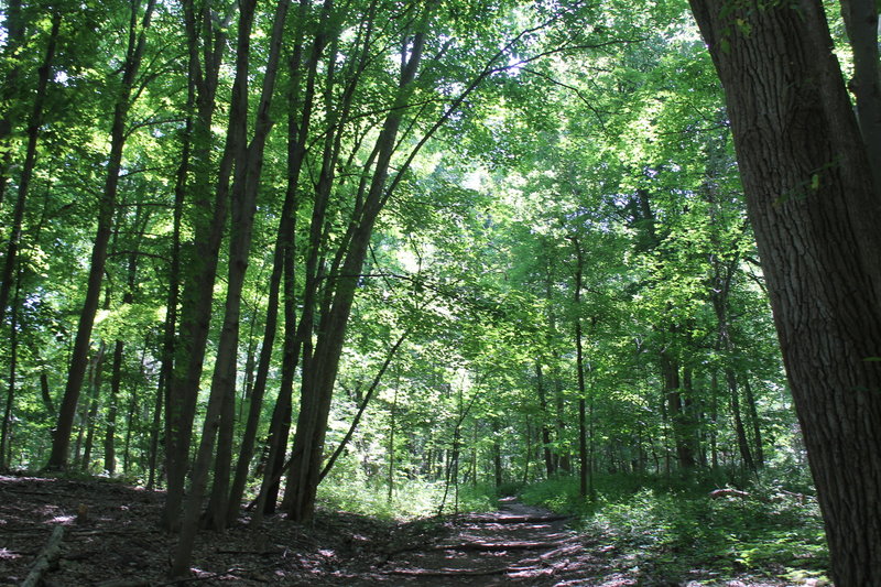 The Laura Trail is beautifully shaded by large trees over the Bird Hills portion.