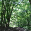 The Laura Trail is beautifully shaded by large trees over the Bird Hills portion.