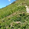 Summer wildflowers on the slopes surrounding Hidden Lake.