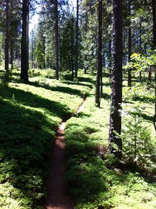 A beautiful section of Arnold Rim Trail singletrack in a lush forest.