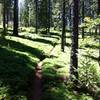 A beautiful section of Arnold Rim Trail singletrack in a lush forest.