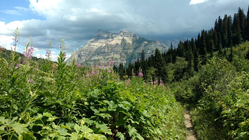 Vimy Peak and summer wildflowers from the Bertha Lake Trail.