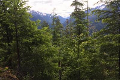 Hoh Lake Trail in Olympic National Park.