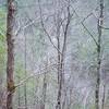 At various points along the trail, you can see the road and Middle Prong of the Little River.