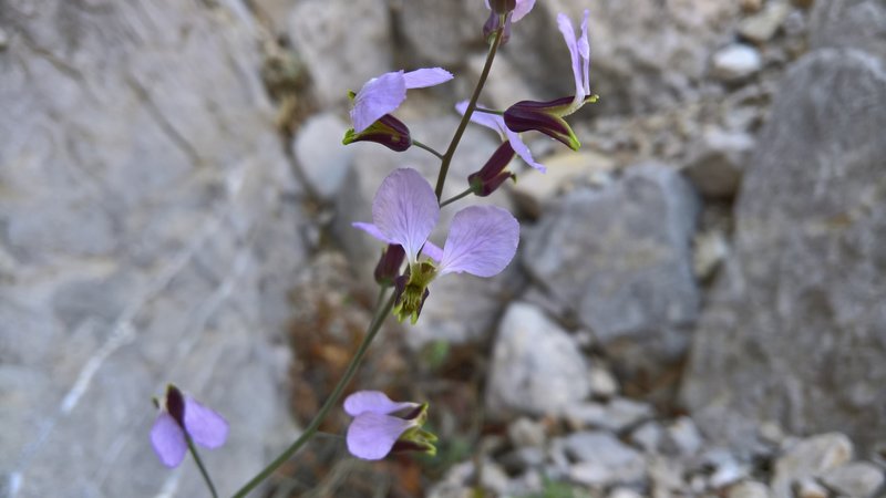 This bloom in the Devil's Den occurred in a dry year. The Den provides water and shade for vegetation to thrive.