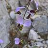 This bloom in the Devil's Den occurred in a dry year. The Den provides water and shade for vegetation to thrive.