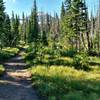 On the Carthew - Alderson Traverse, Chapman Peak welcomes visitors through the trees.