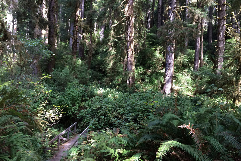 Such a lush region along the James Irvine Trail.