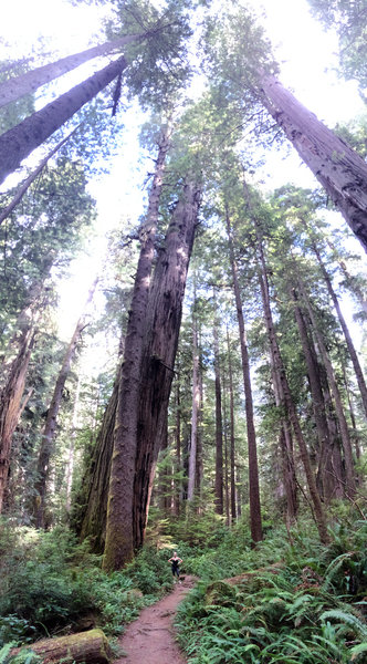 These redwoods are HUUUUUUGE!!!