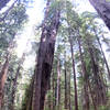 These redwoods are HUUUUUUGE!!!