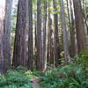 We had this pristine trail and massive forest practically all to ourselves.