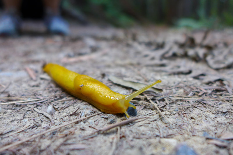 The famous banana slug of the redwoods made a few appearances.