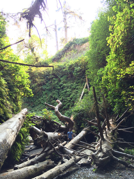 Massive deadfall commonly washes down Fern Canyon.