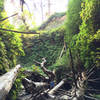 Massive deadfall commonly washes down Fern Canyon.