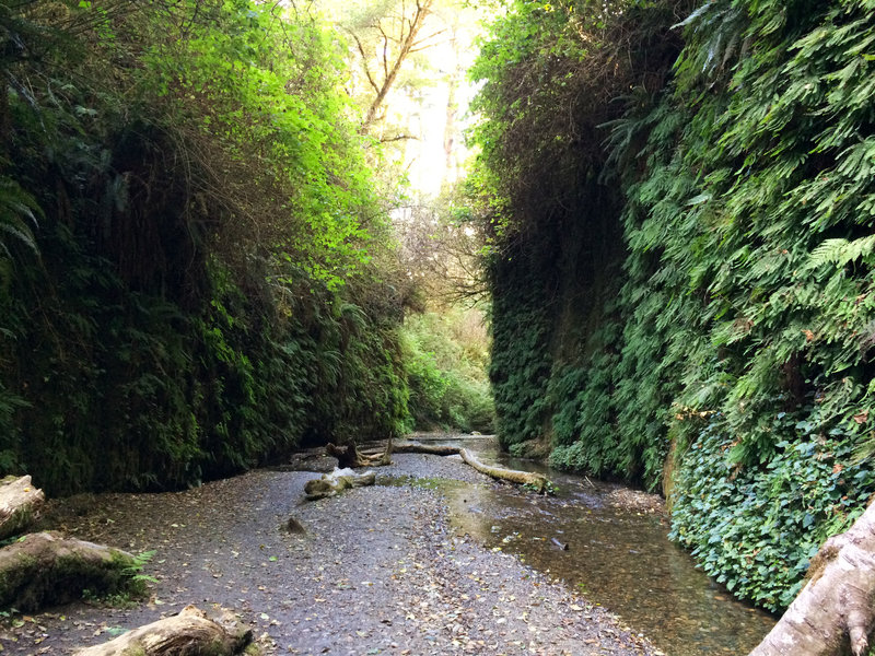 Steep walls lined with lush ferns grace the Fern Canyon Loop Trail.