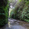 Fern Canyon has a trickle of a stream rolling through it.