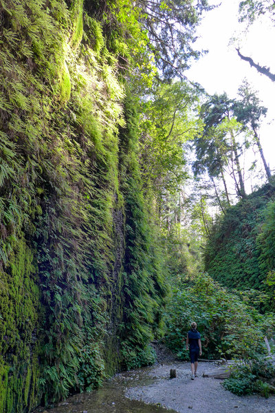 Fern Gully? Nope, Fern Canyon.