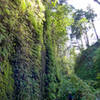 Fern Gully? Nope, Fern Canyon.