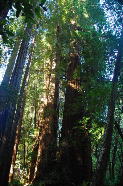 The impressive Redwoods along Tall Trees Trail.
