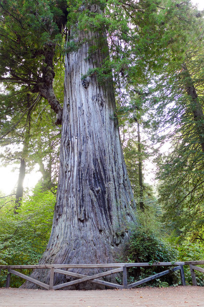 That's one massive tree! (Big Tree Wayside)