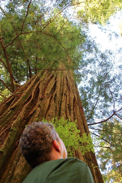 A man tries to see the top of a 250-foot tall coastal redwood.